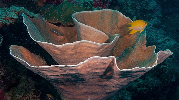 SEAA-scroll-coral-750x422