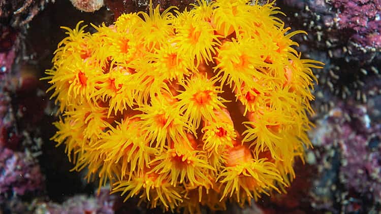 SEAA-sun-coral-750x422